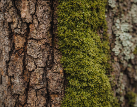 Backgrounds / Textures